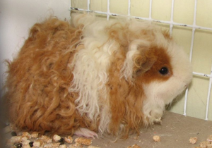 guinea pig breeds texel