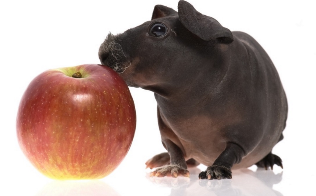 Skinny Pig (Hairless Guinea Pig) Care and Characteristics