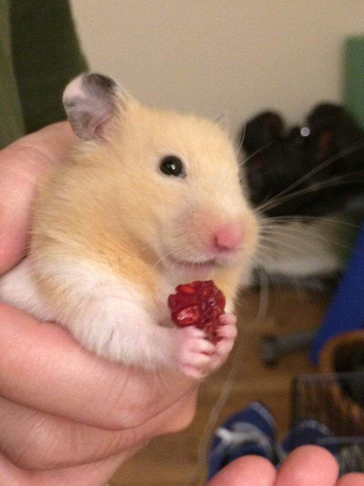 Can Hamsters Eat Raspberries Furry Tips