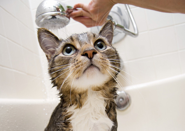 How To Groom Your Cat At Home Furry Tips