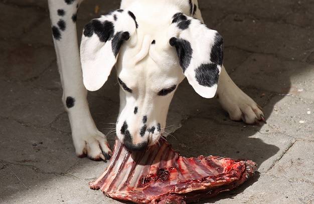 Can A Cat Eat Pork Bones Can A Cat Eat Pork Bones