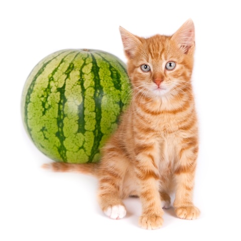 can cats eat watermelon
