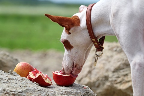 Can Dogs Eat Cat Kibble Can Dogs Eat Cat Kibble