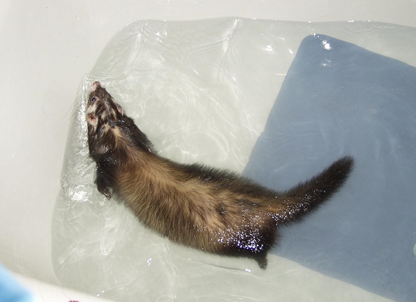 Can Ferrets Have Dog Food Can Ferrets Have Dog Food