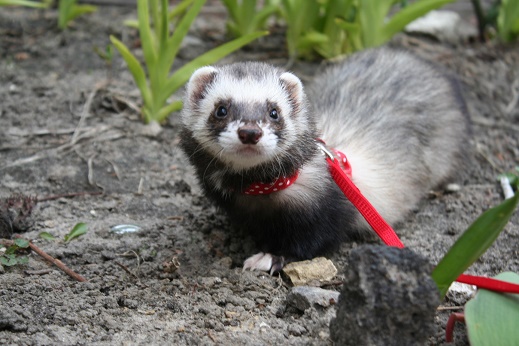 Can You Use Cat Litter For Ferrets Can You Use Cat Litter For Ferrets