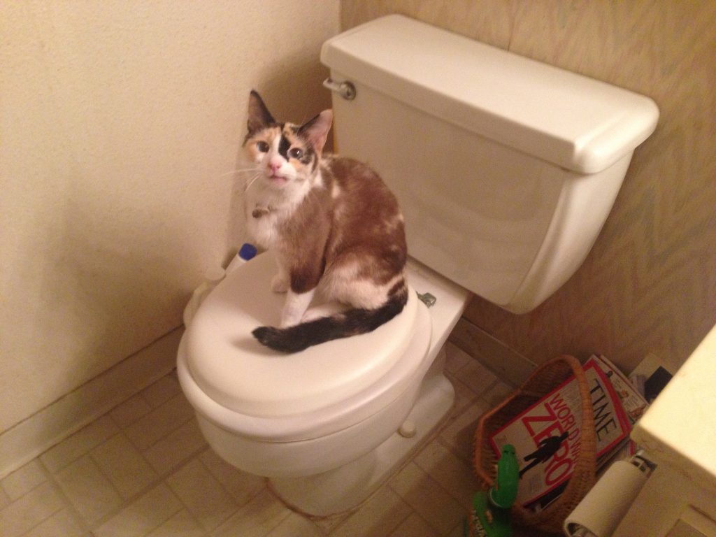 Train a Cat to Use the Toilet