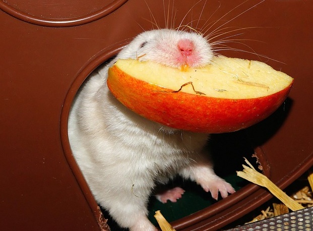 can my eat apples can hamsters eat apples tips can my eat apples can hamsters eat apples tips