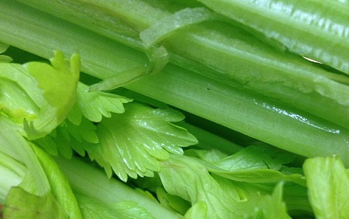 can a eat celery can rats eat celery tips can a eat celery can rats eat celery tips