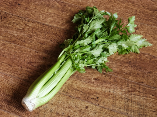 celery for dogs can dogs eat celery or cooked is celery or bad for dogs celery for dogs can dogs eat celery or cooked is celery or bad for dogs