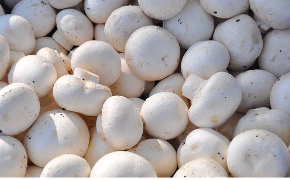 Can Dog Eat Raw Mushrooms Can Dog Eat Raw Mushrooms
