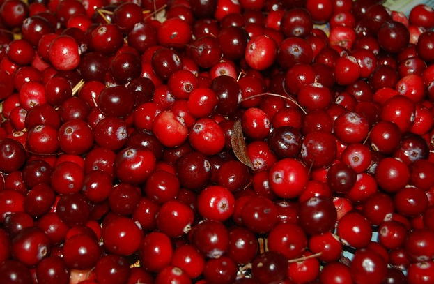 Can Dogs Eat Cranberries Can Dogs Eat Cranberries