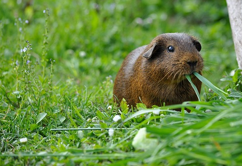 Can Guinea Pigs Eat Cat Food Can Guinea Pigs Eat Cat Food