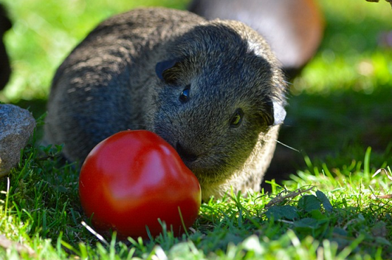 What Human Food Can Guinea Pigs Eat What Human Food Can Guinea Pigs Eat