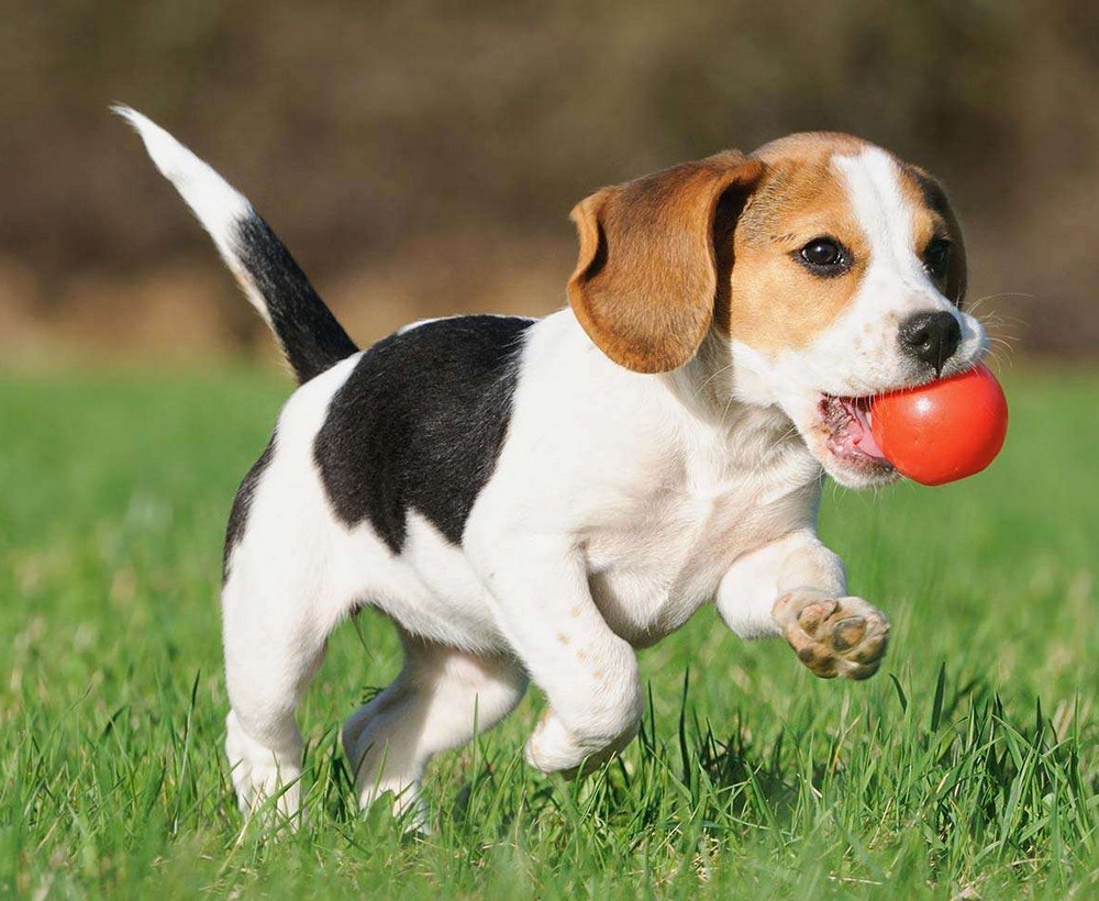 Is Rabbit Food Bad For Dogs Is Rabbit Food Bad For Dogs