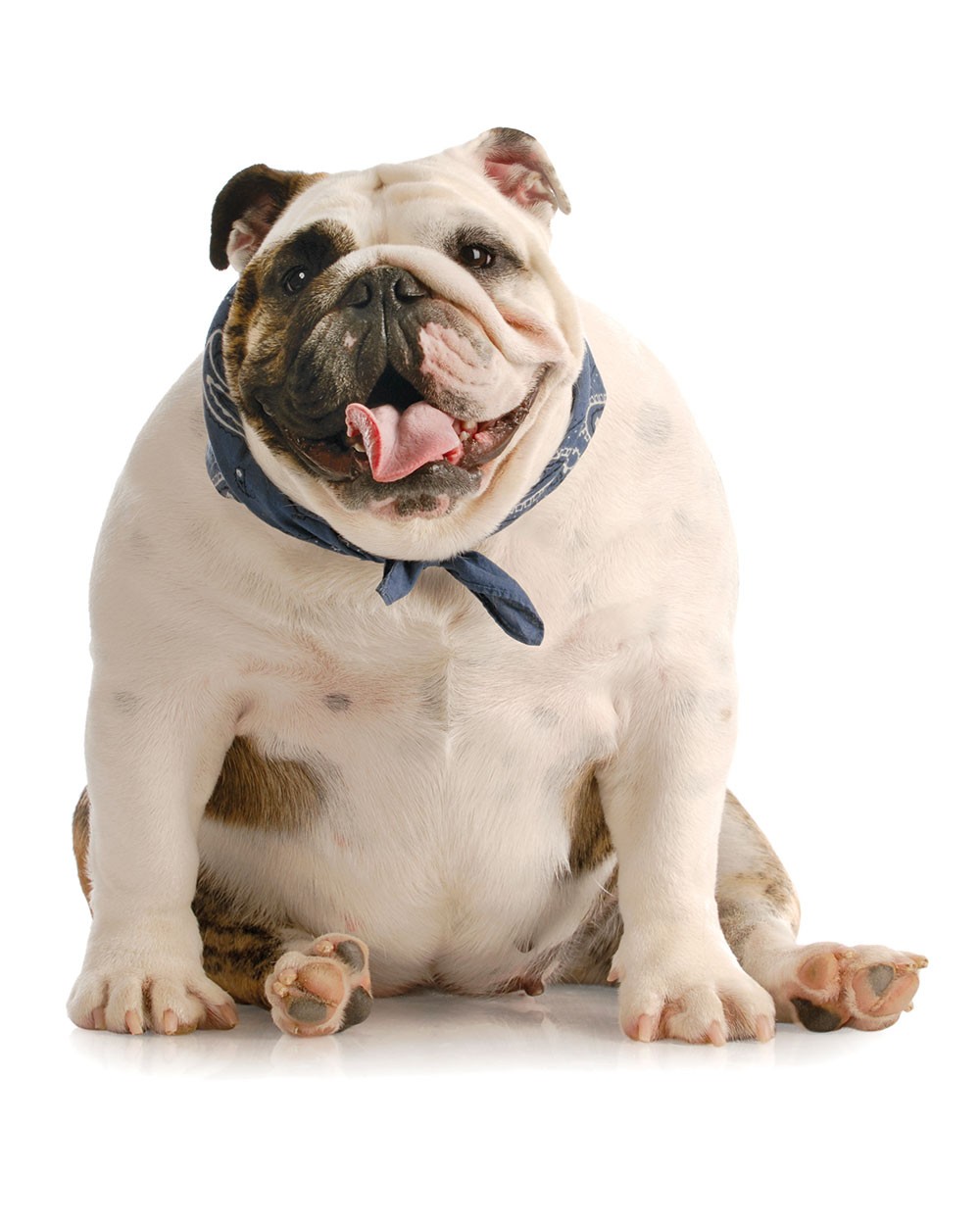 Can Dogs Eat Olive Oil Can Dogs Eat Olive Oil