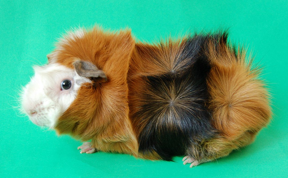 guinea pig breeds abyssinian
