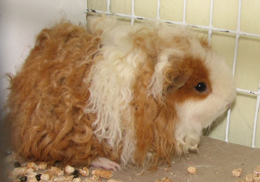 guinea pig breeds texel