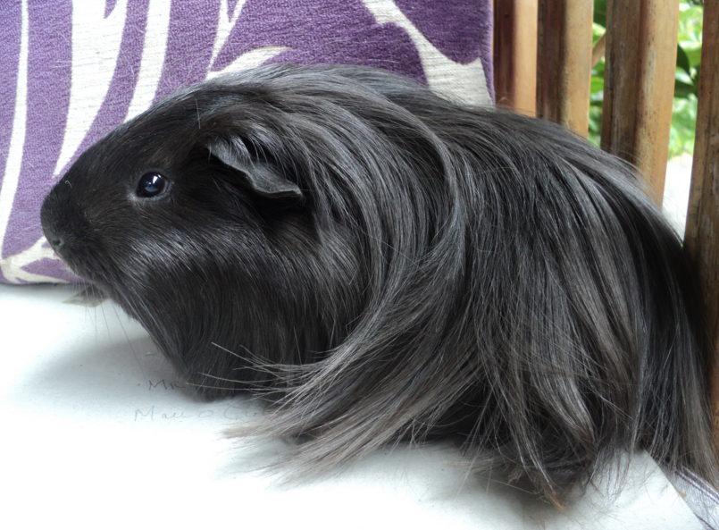 silkie guinea pig breed