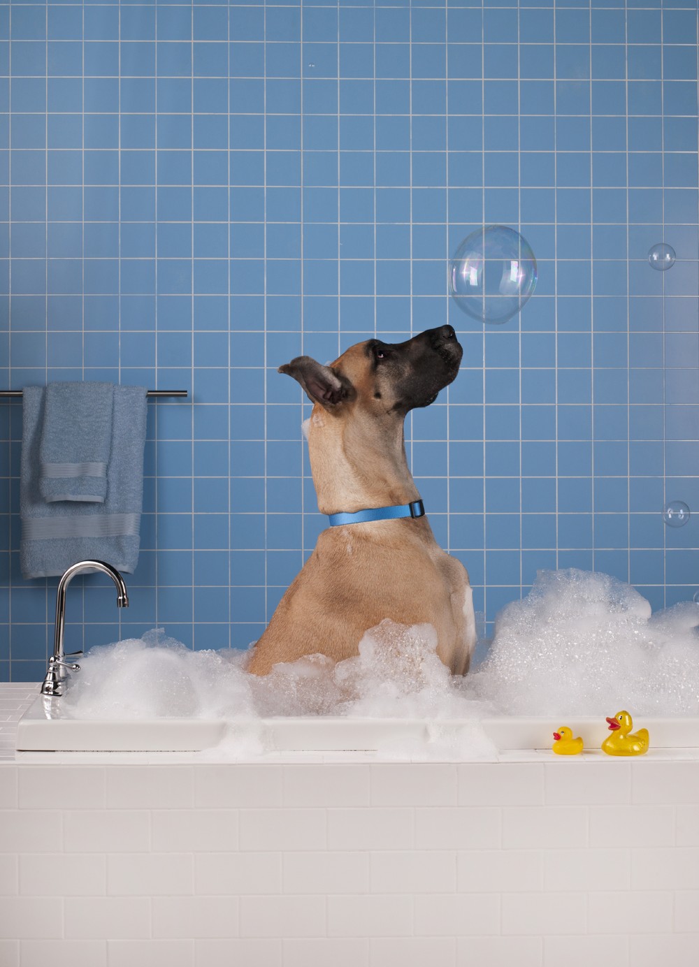 Dog Washing Guide