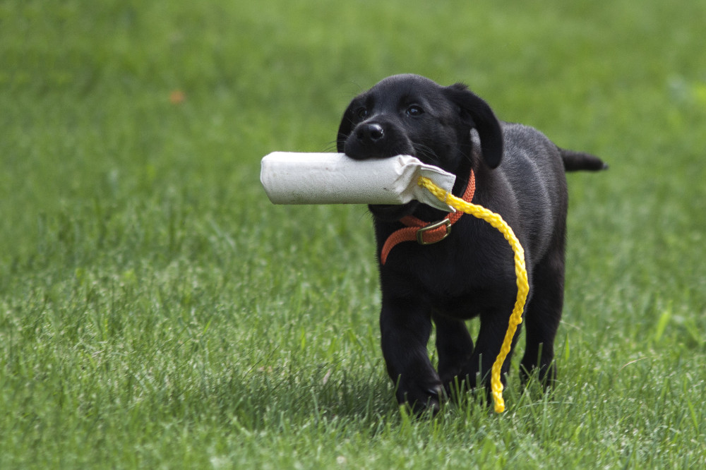 Can Dogs Eat Prunes Can Dogs Eat Prunes