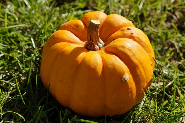 Can Dogs Eat Raw Pumpkin Can Dogs Eat Raw Pumpkin