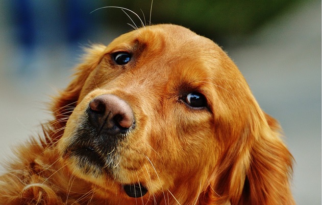how do dogs stay how are dogs pregnancy gestation answers how do dogs stay how are dogs pregnancy gestation answers