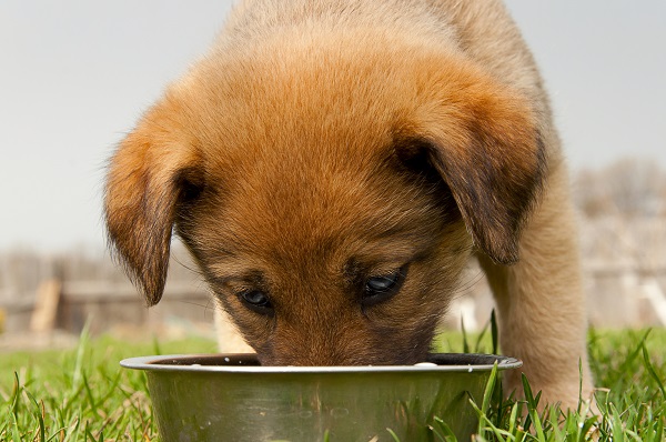 acana dog food coupons acana dog food coupons