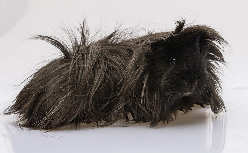 Long Haired Guinea Pig Breeds