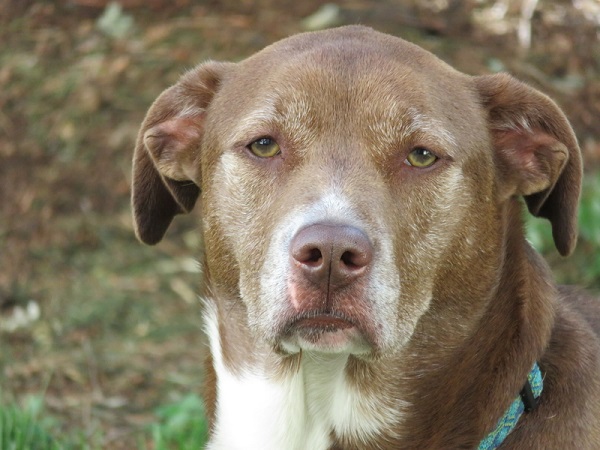 Pitbull Temperament Dog Breed Info Pitbull Temperament Dog Breed Info