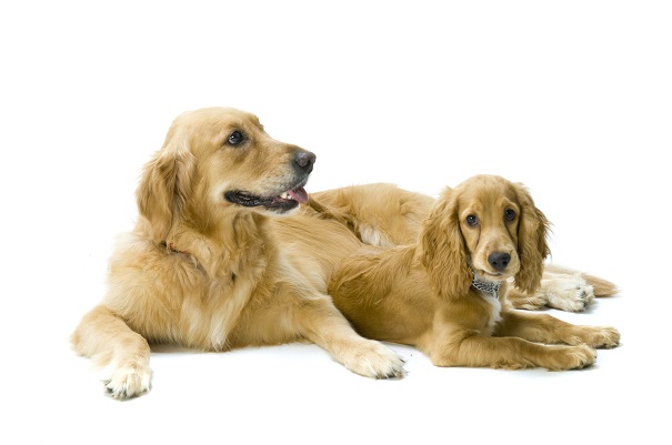 golden retriever and cocker spaniel together