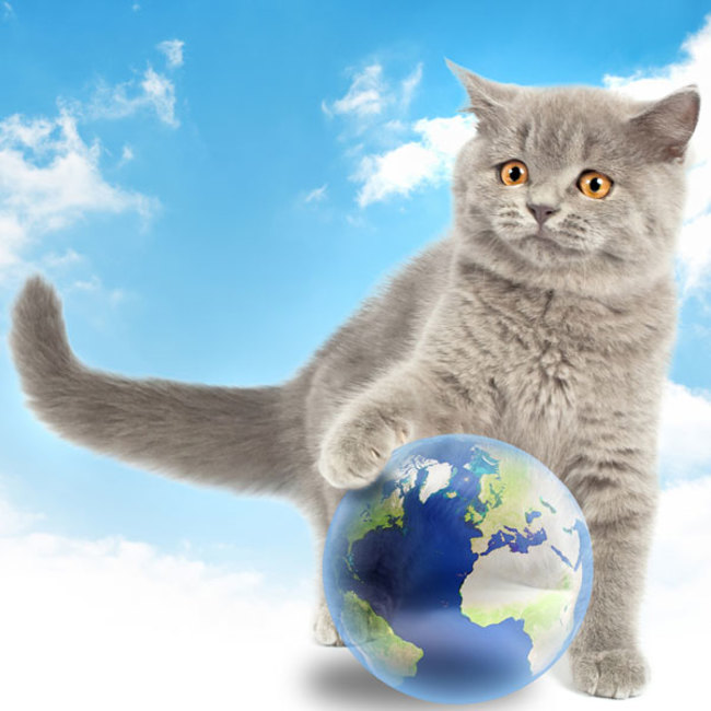 Most Cat Loving Country