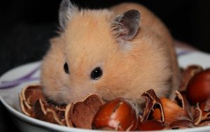 How long can a dwarf hamster live without food