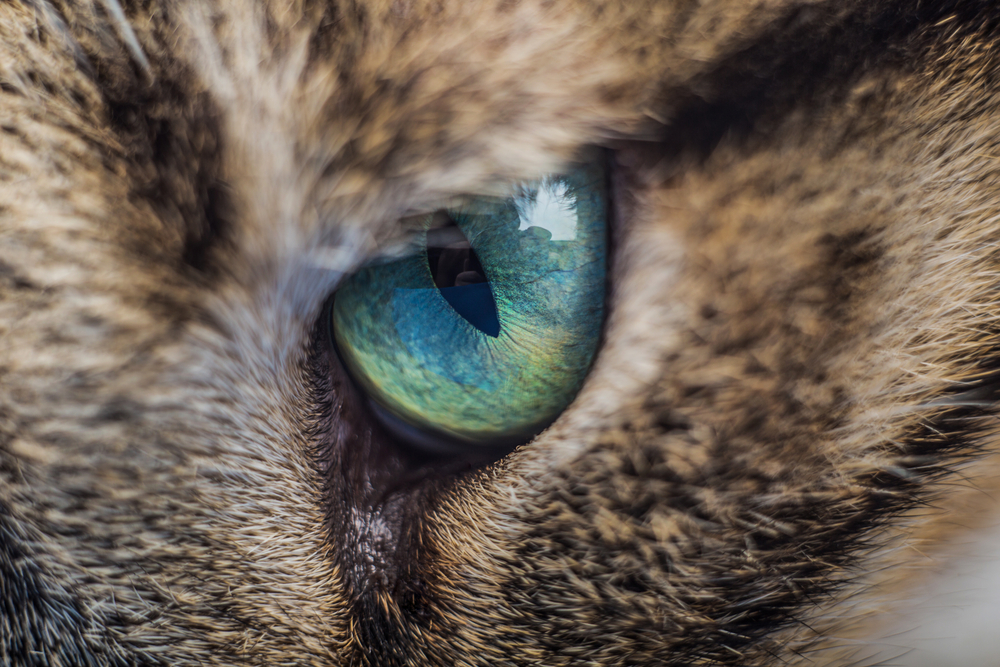 conjunctivitis treatment the counter cat conjunctivitis treatment the counter tips conjunctivitis treatment the counter cat conjunctivitis treatment the counter tips