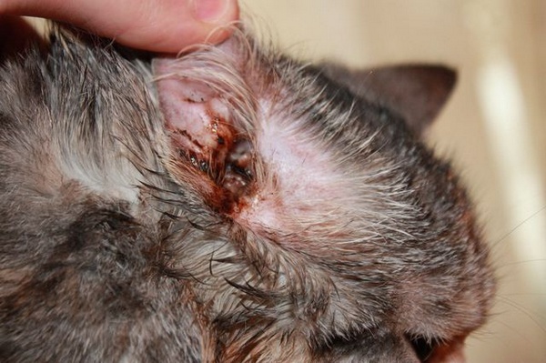 Cat Ear Wax On Head Cat Ear Wax On Head