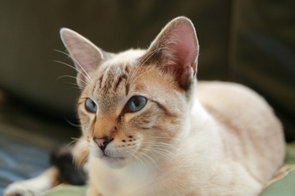 Options For Treating Fleas On Cats Options For Treating Fleas On Cats