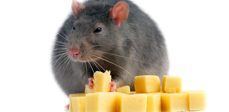 Can Rats Eat Rabbit Food Can Rats Eat Rabbit Food