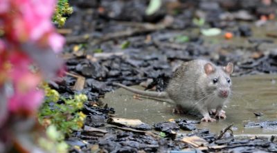 Can Rats Eat Celery Furry Tips Can Rats Eat Mushrooms