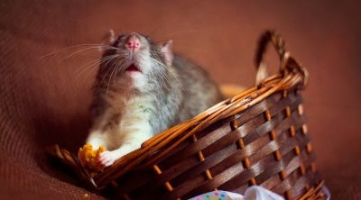 Can Rats Eat Celery Furry Tips Can Rats Eat Sweet Potato