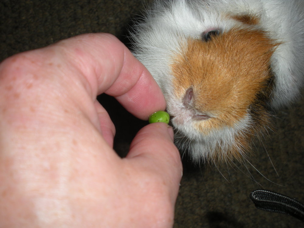 can guinea pigs eat peas