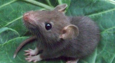 Can Rats Eat Celery Furry Tips Can Rats Eat Cabbage