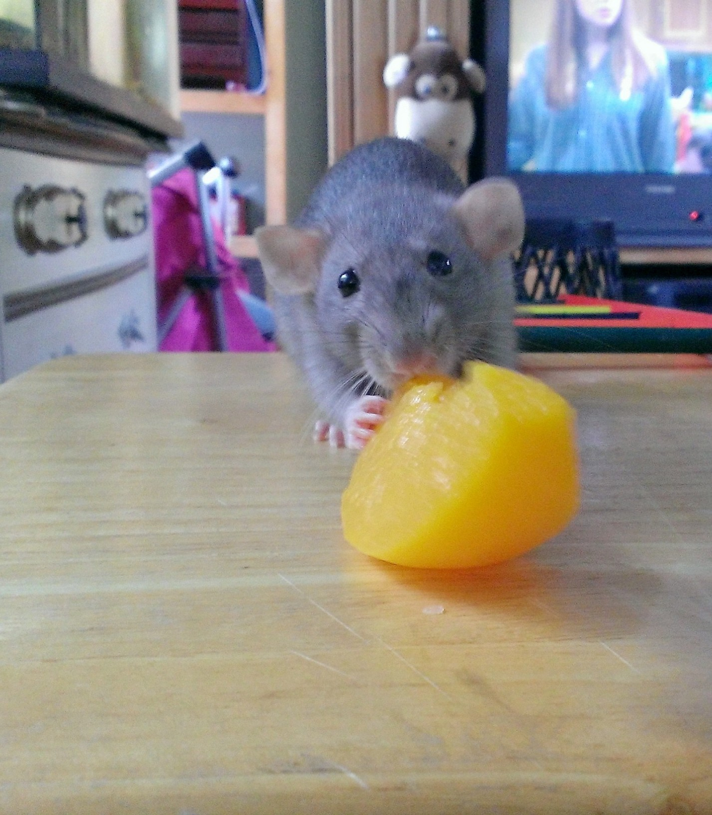 Can Rats Eat Ferret Food Can Rats Eat Ferret Food