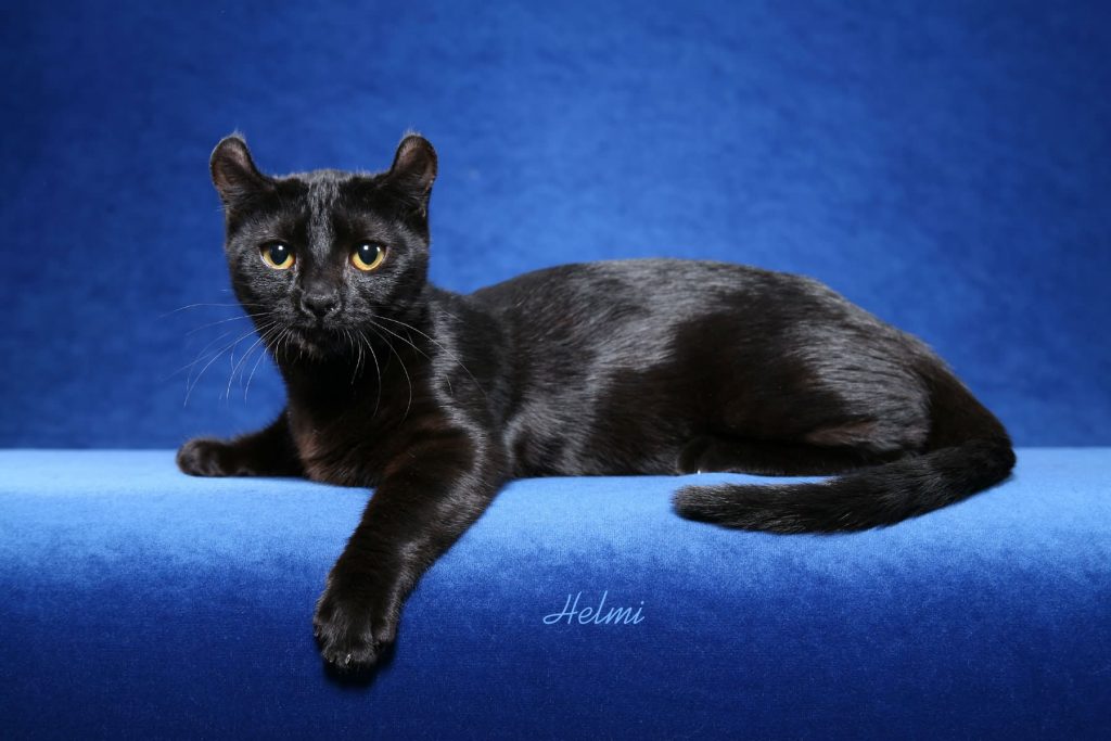 black cat breeds