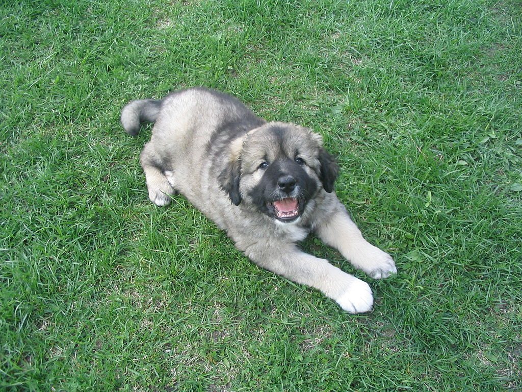 Russian Bear Dog Puppy