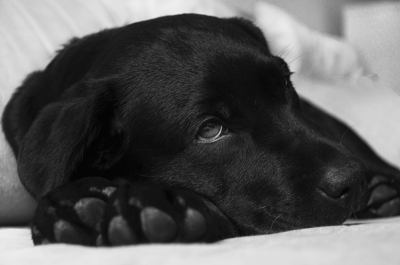 How Do You Know if Your Dog Needs Glands Expressed? How Do You Know if Your Dog Needs Glands Expressed?