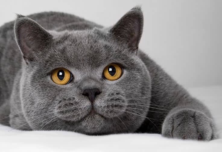 23 Black Cat Breeds That Will Make You Want to Be a Cat ...