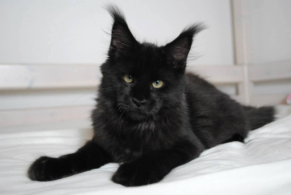 black cat breeds