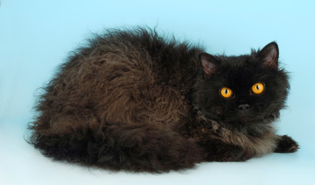 black cat breeds