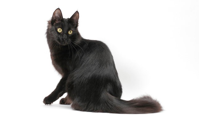 black cat breed
