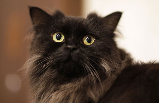 black cat breeds