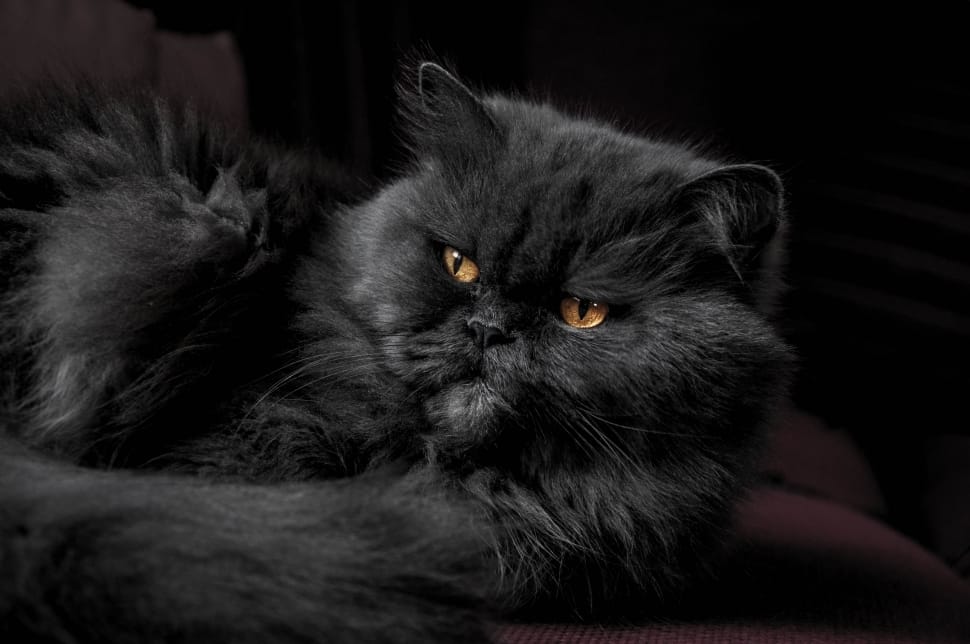 black cat breed